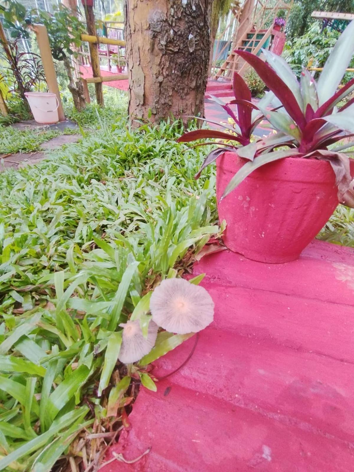 Kalidasa Tree House And Villa, Wayanad Chegat Luaran gambar